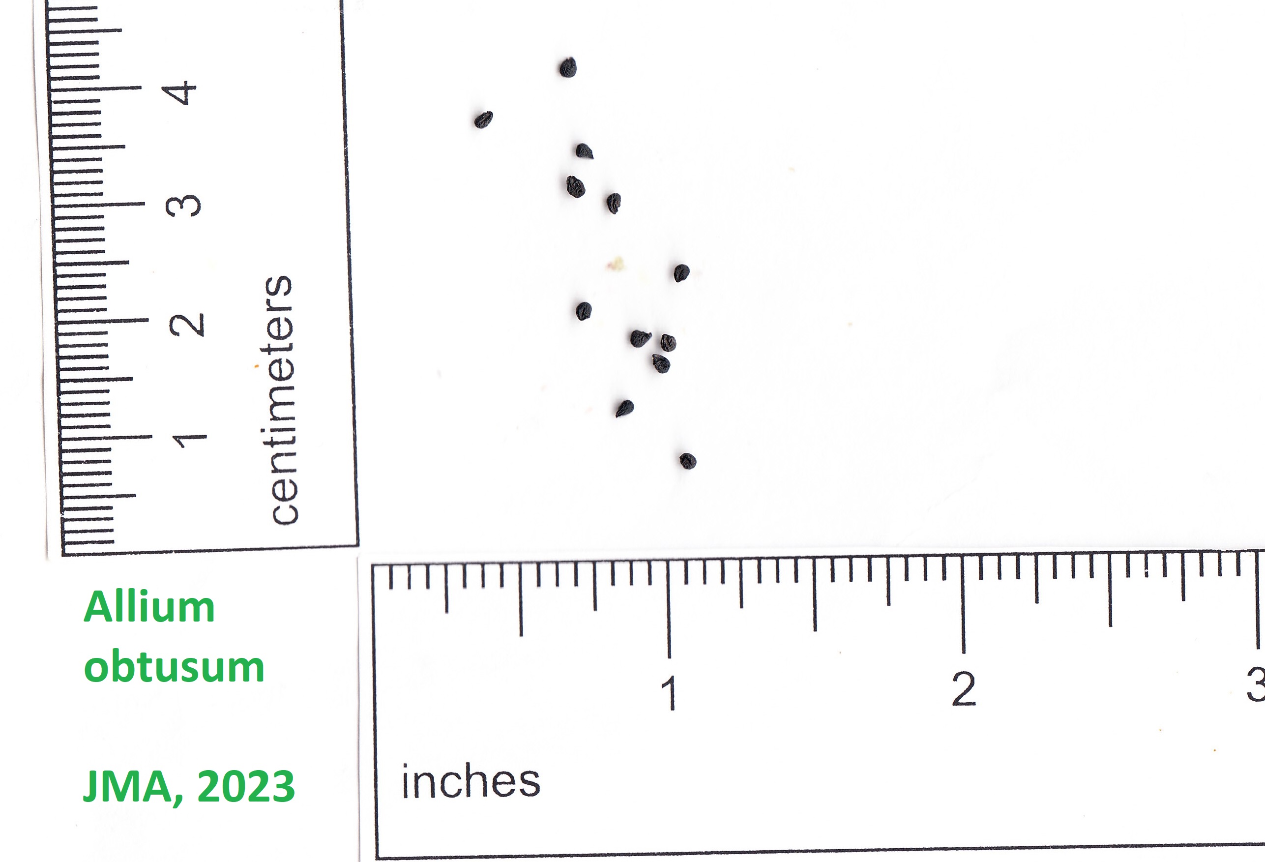 Native Wildflower Seed Gallery